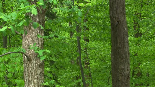 nuthatch bringing food to nest cavity in the forest