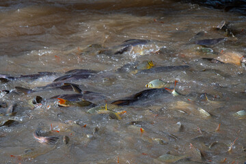 Obraz premium Fish in large quantities in the River Kwai at Kanchanaburi, Thailand