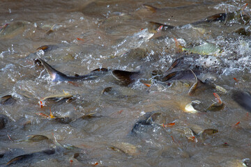 Fish in large quantities in the River Kwai at Kanchanaburi, Thailand