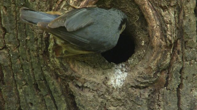 nuthatch brings food and removes fecal sac from nest