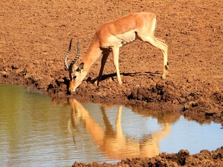 Impala drinking at a waterhole