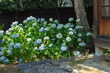 紫陽花と日本家屋