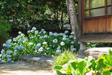 紫陽花と日本家屋