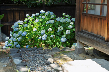 紫陽花と日本家屋