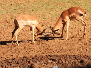 Jousting impala