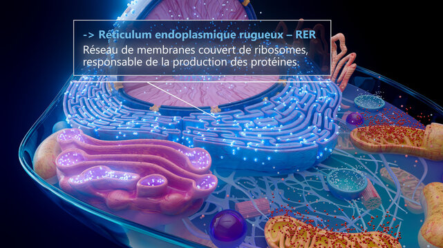 3D illustration of the rough endoplasmic reticulum with ribosomes in french