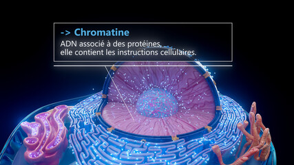 3D illustration of chromatin structure inside a cell nucleus in french