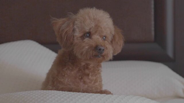 Cute Toy Poodle Dog on Bed Making Eye Contact, Tender and Calm Home Lifestyle