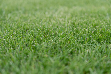 green grass texture