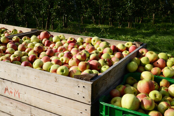 Apfelregion, Apfelanbaugebiet, Bodensee, Apfelernte