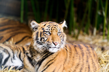 Asian tiger washing paw in sunlight