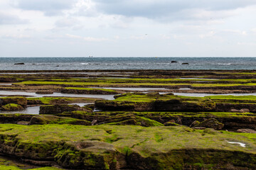 moss-covered beach and sea