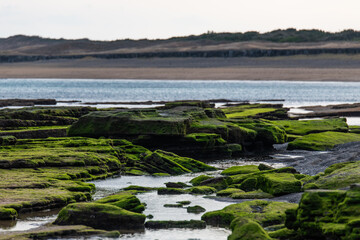 moss-covered rocks at the beach in Jeju Island, South Korea