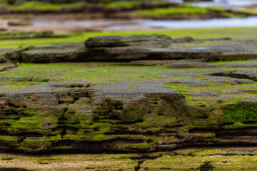 moss-covered rocks at the beach in Jeju Island, South Korea
