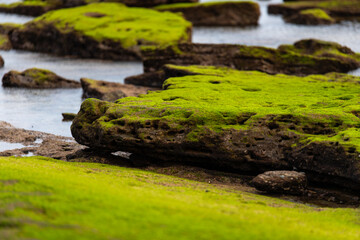 moss-covered rocks at the beach in Jeju Island, South Korea