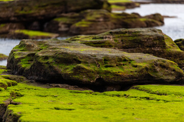 moss-covered rocks at the beach in Jeju Island, South Korea