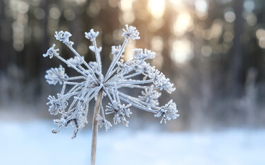 beautiful winter landscape with frosty umbelliferae plant in rime close up. plant stem covered crystallized snow, hoarfrost, nature background. cold frozen weather. new year, Christmas holidays vibes