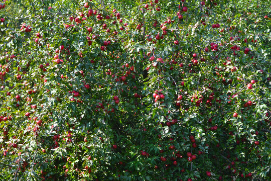 Apfelbaum, Streuobst