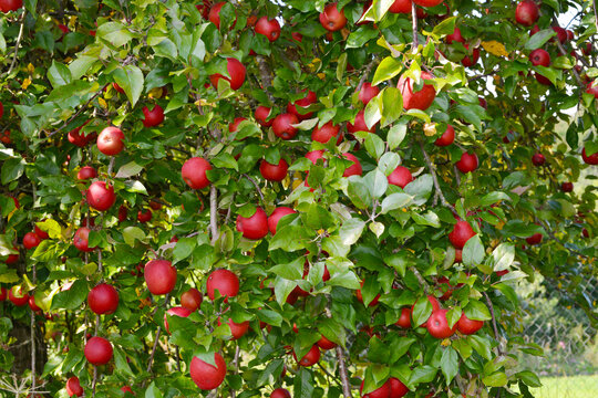 Apfelbaum, Streuobst