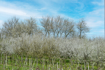 Obst, Obstplantage, Obstbl&uuml;te