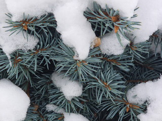 Blue spruce branches covered in snow