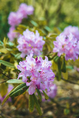 Obraz premium Blooming purple rhododendron flowers in a spring garden with green leaves for nature park landscape or gardening concept