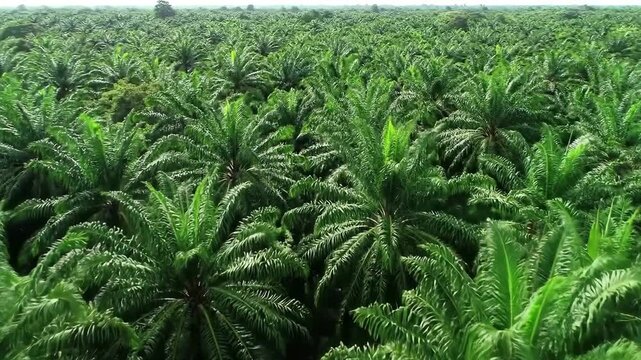 Lush green palm oil plantation stretching to the horizon, showcasing sustainable agriculture.