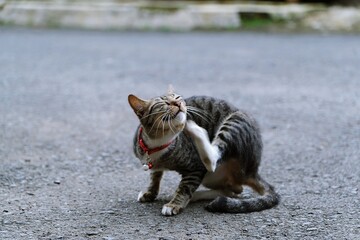 Street cat scratching itself on asphalt road. Natural animal behavior in urban outdoor environment.