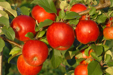 Apfel,  Malus domestica, Rajka