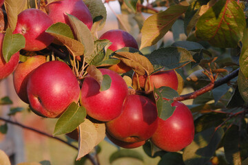 Apfel,  Malus domestica, Rajka