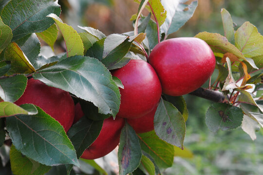 Apfel,  Malus domestica, Rajka