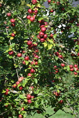 Apfel,  Malus domestica,  Herbstapfel, Kardinal Bea