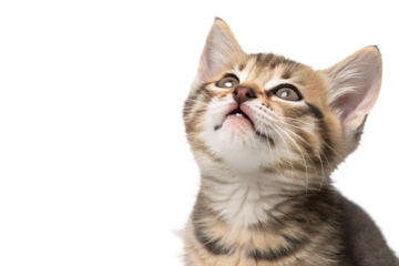 Ultra realistic kitten portrait, close-up, kitten with mouth closed, gentle curious expression, eyes looking upward, small dry cat food kibble falling softly around the kitten, frozen mid-air, sharp f