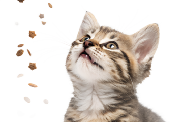 Ultra realistic kitten portrait, close-up, kitten with mouth closed, gentle curious expression, eyes looking upward, small dry cat food kibble falling softly around the kitten, frozen mid-air, sharp f