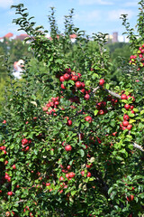 Apfel,  Malus domestica,  Herbstapfel, Kardinal Bea