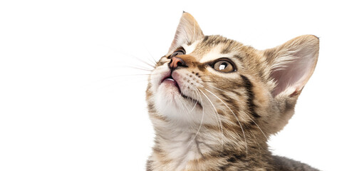 Fototapeta premium Ultra realistic kitten portrait, close-up, kitten with mouth closed, gentle curious expression, eyes looking upward, small dry cat food kibble falling softly around the kitten, frozen mid-air, sharp f