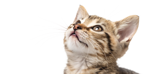 Ultra realistic kitten portrait, close-up, kitten with mouth closed, gentle curious expression, eyes looking upward, small dry cat food kibble falling softly around the kitten, frozen mid-air, sharp f