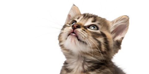 Ultra realistic kitten portrait, close-up, kitten with mouth closed, gentle curious expression, eyes looking upward, small dry cat food kibble falling softly around the kitten, frozen mid-air, sharp f