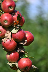 Apfel,  Malus domestica,  Herbstapfel, Kardinal Bea
