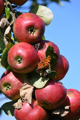 Apfel,  Malus domestica,  Herbstapfel, Kardinal Bea
