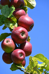 Apfel,  Malus domestica,  Herbstapfel, Kardinal Bea