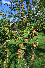 Apfel,  Malus domestica, Linsenhofer S&auml;mling