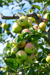 Apfel,  Malus domestica,  Herbstapfel, Engelsberger Renette
