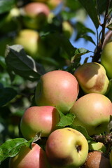 Apfel,  Malus domestica,  Herbstapfel, Engelsberger Renette