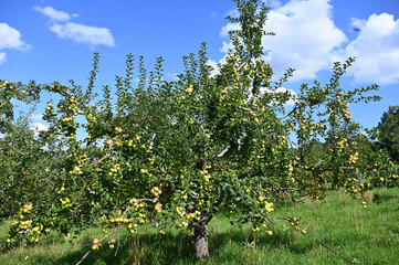 Apfel,  Malus domestica,  Herbstapfel, Engelsberger Renette