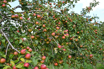 Apfel,  Malus domestica,  Hauxapfel