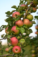 Apfel,  Malus domestica, Linsenhofer S&auml;mling
