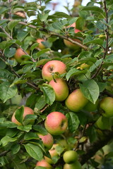 Apfel,  Malus domestica, Linsenhofer S&auml;mling