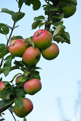 Apfel,  Malus domestica, Linsenhofer S&auml;mling
