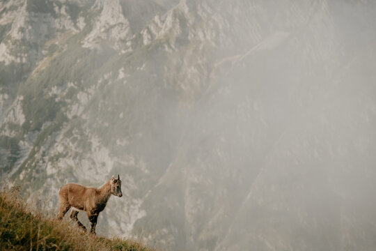 Wild Ibex in Triglav National Park in Slovenia's Julian Alps